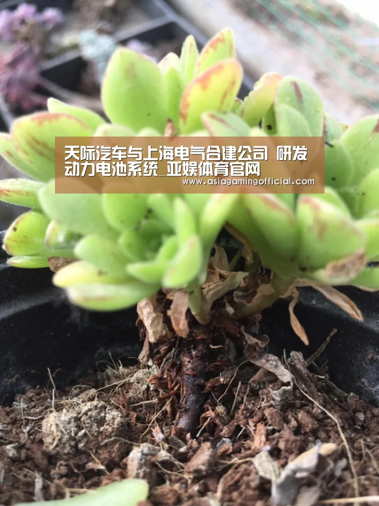 天际汽车与上海电气合建公司 研发动力电池系统_亚娱体育官网(图2) 亚娱体育