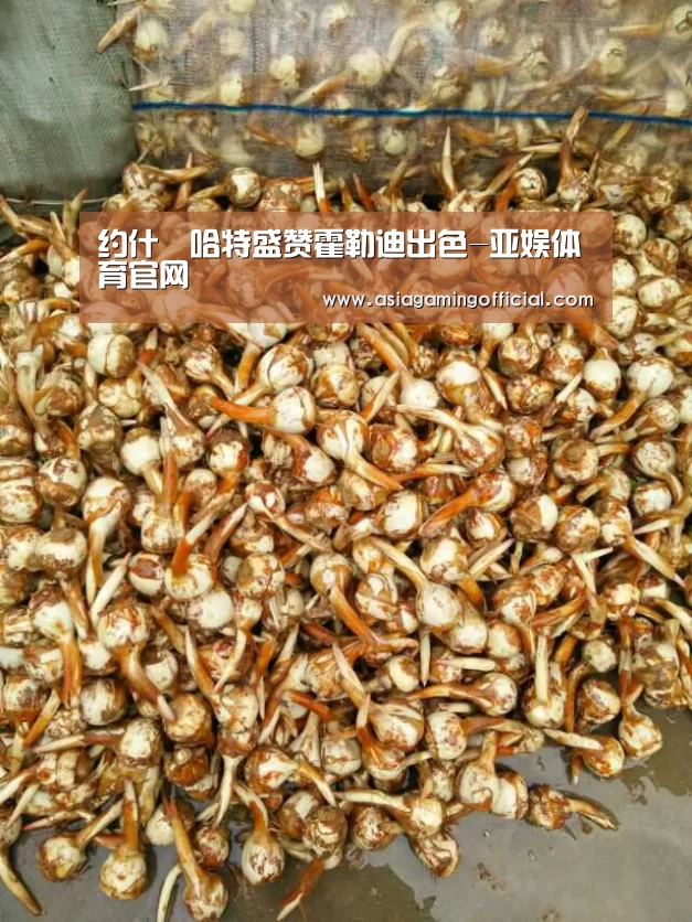 约什•哈特盛赞霍勒迪出色-亚娱体育官网(图1) 亚娱体育官网